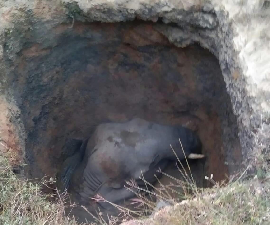 Elephant Falls Into Well