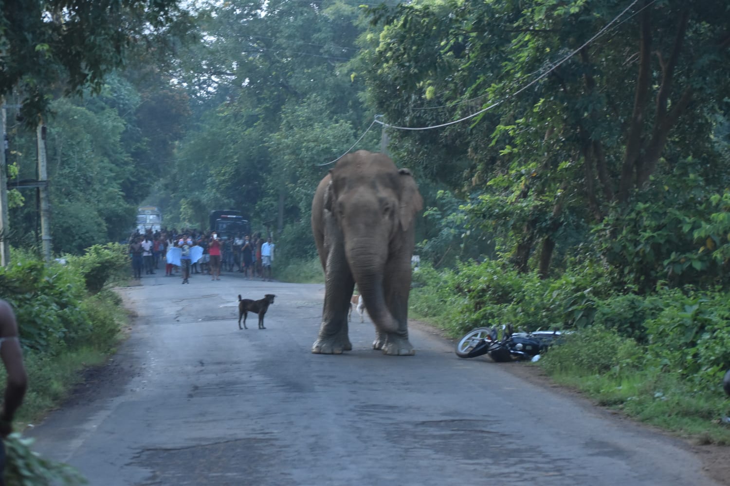 Elephant Attack