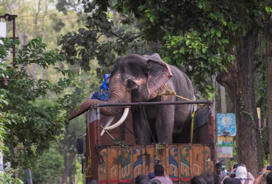 Jhargram Elephant
