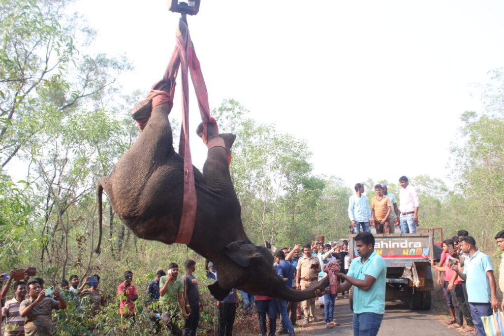 Elephant in Gopegarh Ecopark