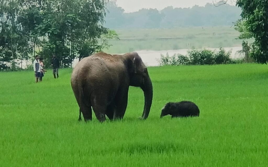 Paschim Medinipur