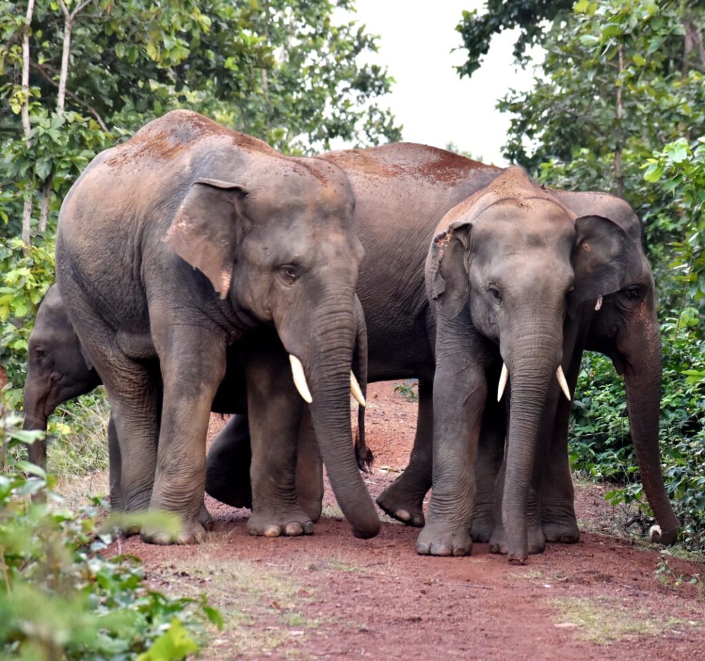 Elephant Herd