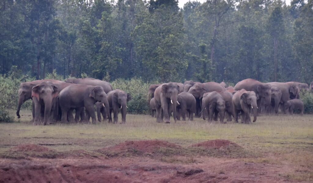 Elephant Herd